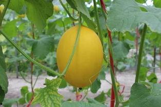 蜜瓜热门音乐推荐下载,夏日炎炎，尽享清凉旋律之旅