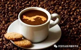 黑咖啡吃瓜,揭秘咖啡与吃瓜的奇妙邂逅