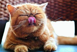 开猫50号黑波吃瓜,揭秘吃瓜背后的趣味与智慧