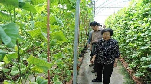 汝州黑妮吃瓜事件是真的吗,真相揭秘与网络舆论反思