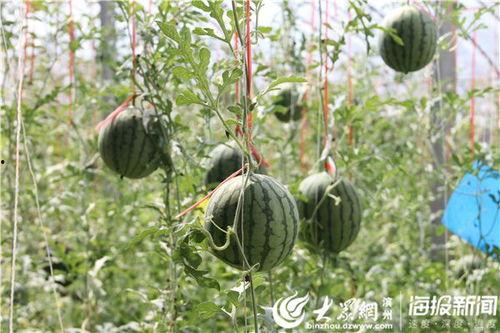 韩城热门吃瓜事件视频,揭秘热门视频背后的热点事件