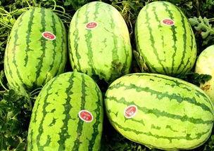 热门大瓜哪里找,追踪网络热点背后的秘密