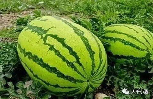 热门大瓜哪里找,追踪网络热点背后的秘密