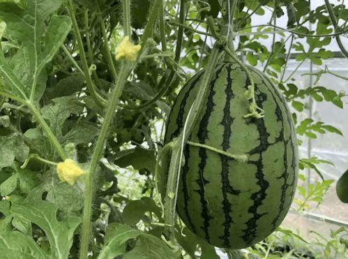 黑社暗区吃瓜,揭秘网络吃瓜背后的真相与内幕