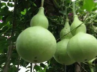 今日头条买葫芦瓜怎么买,今日头条教你轻松选购优质葫芦瓜