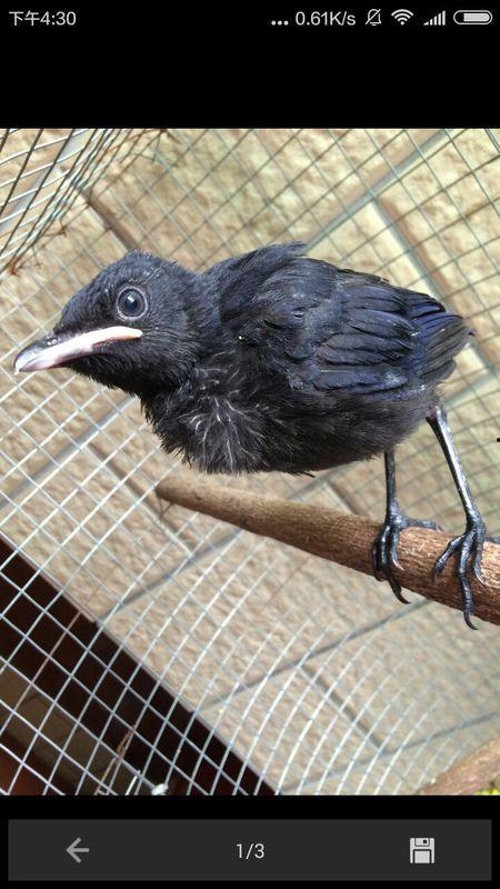 黑守瓜能给鸟吃吗视频大全,揭秘其能否成为鸟类美食的天然佳肴