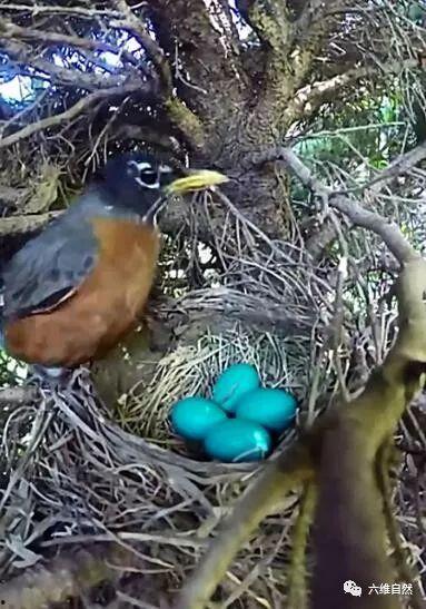 黑守瓜能给鸟吃吗视频大全,揭秘其能否成为鸟类美食的天然佳肴