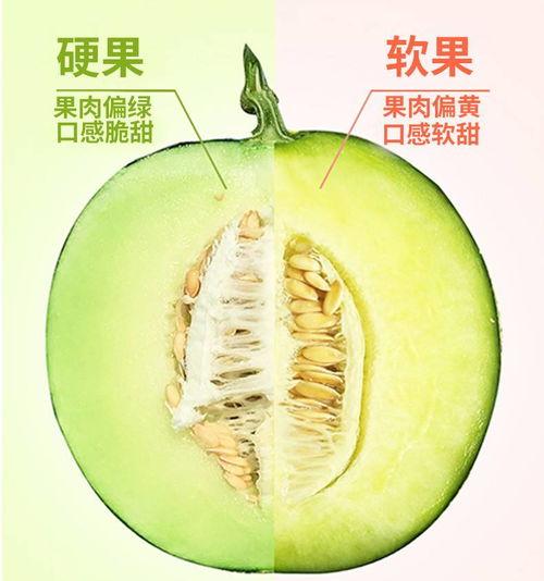 上热门 网纹蜜瓜好评,夏日消暑佳品推荐