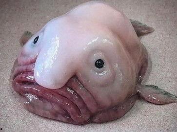 黑料吃瓜黄,黑料、吃瓜、黄生背后的真相