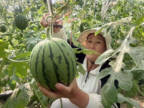 小吊瓜今日价格表最新,今日市场行情一览