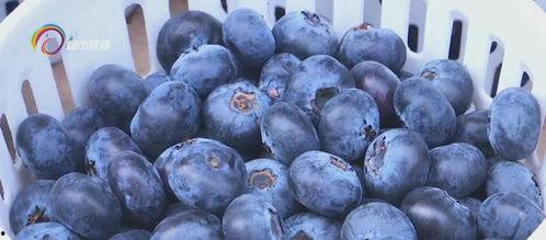 金马正昌鹿麒麟瓜今日价