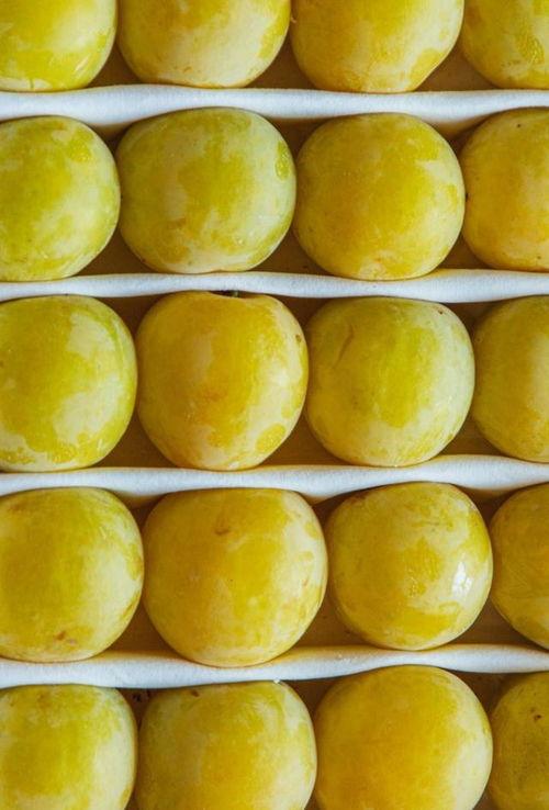 金马正昌鹿麒麟瓜今日价