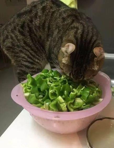 叶小喵吃黑瓜,叶小喵的奇幻黑瓜之旅