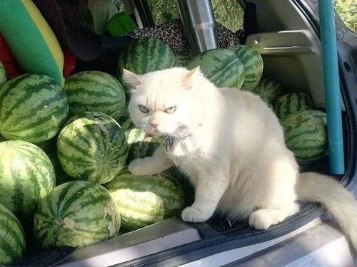 叶小喵吃黑瓜,叶小喵的奇幻黑瓜之旅