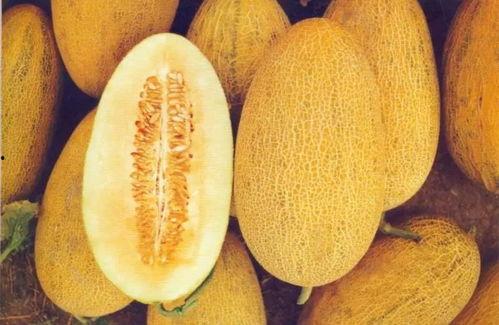 商丘今日哈密瓜价格表,商丘今日哈密瓜价格行情一览