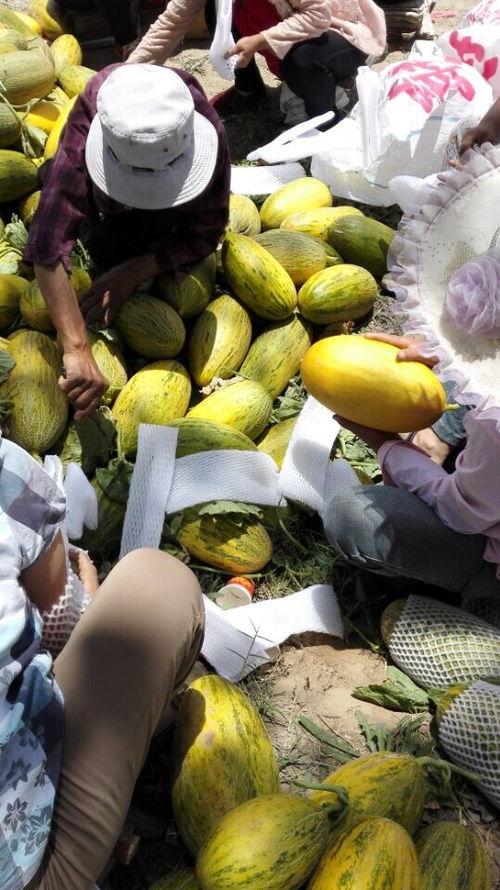 北京哈密瓜产地今日行情