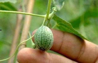 小瓜上热门,揭秘短视频爆火的秘密武器