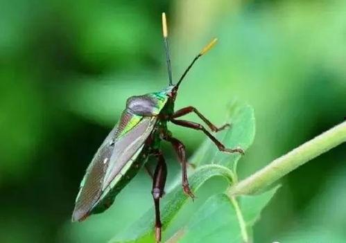瓜黑蝽云南人吃吗,瓜黑蝽美食之谜