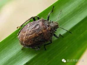 瓜黑蝽云南人吃吗,瓜黑蝽美食之谜