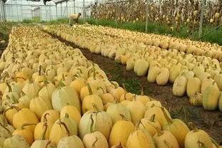 海宁今日是否有大瓜卖的,新鲜热辣，不容错过！