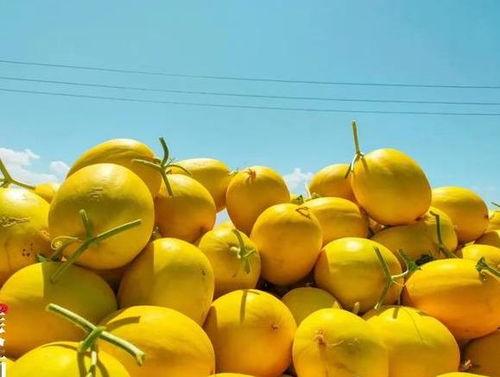 民勤蜜瓜价格表今日价格,价格行情一览