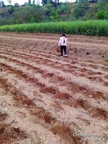 今日黄谷雨前后点瓜种豆,点瓜种豆，丰收在望