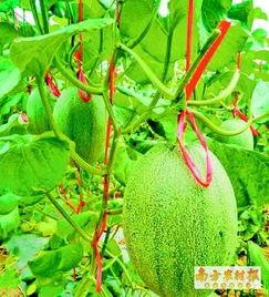 海南哈密瓜今日价格3月,价格波动与供需分析”