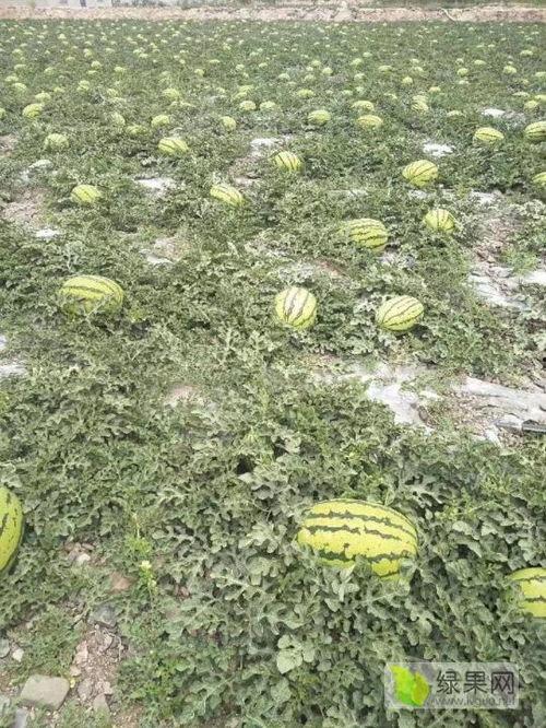 靖远硒砂瓜今日价格表,品质瓜果市场行情一览