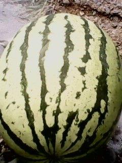 靖远硒砂瓜今日价格表,品质瓜果市场行情一览