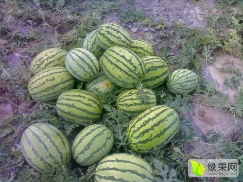 靖远硒砂瓜今日价格表,品质瓜果市场行情一览