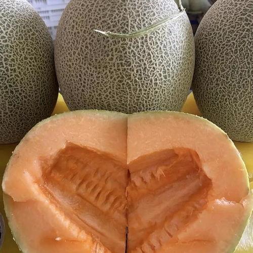 今日哈密瓜行情报价,今日价格走势一览