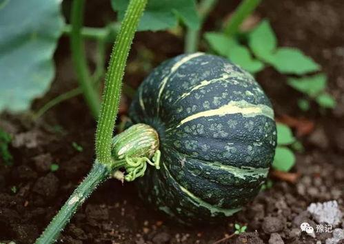 前些年最热门的瓜