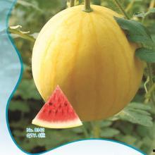 今日黄皮瓜批发价格