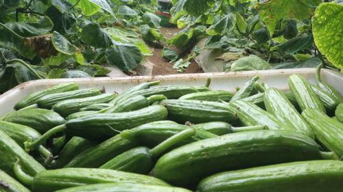 今日黄皮瓜批发价格