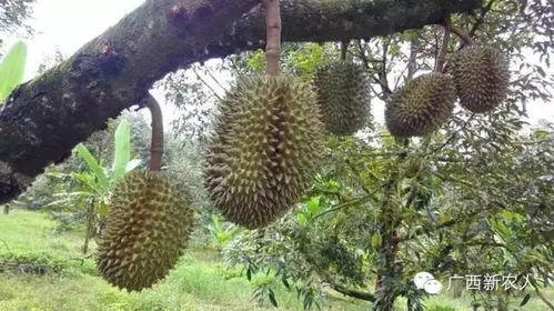 今日黄皮瓜批发价格