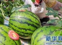 河北今日吃瓜最新消息,揭秘今日热点事件背后的真相