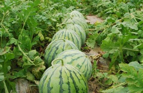 上热门话题新疆的大瓜,揭秘神秘事件背后的真相与内幕