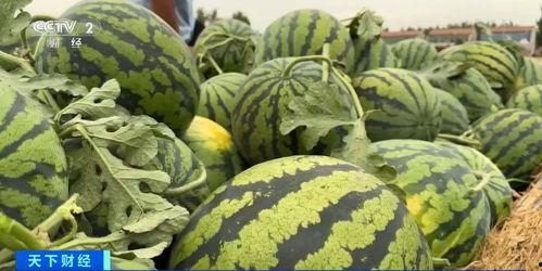 上热门话题新疆的大瓜,揭秘神秘事件背后的真相与内幕