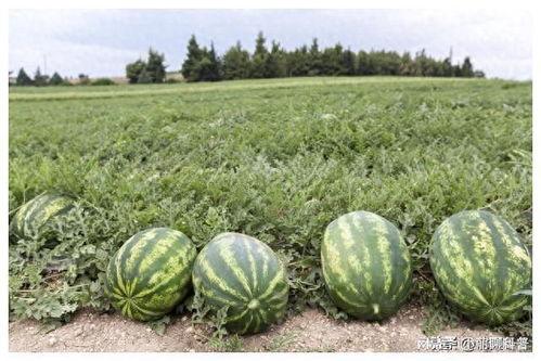 上热门话题新疆的大瓜,揭秘神秘事件背后的真相与内幕