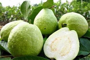 海南2024蒲瓜价格行情今日,市场波动下的最新动态解析”