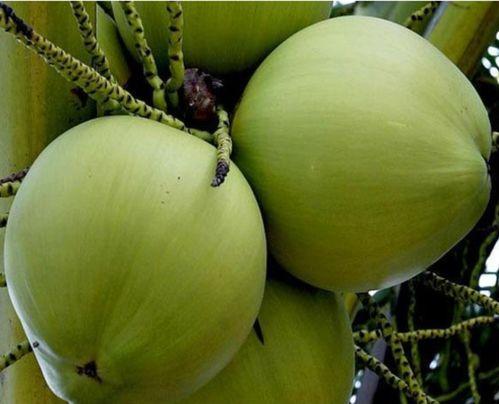 海南2024蒲瓜价格行情今日,市场波动下的最新动态解析”