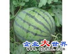 河南今日瓜价最新消息,市场行情波动，消费者关注焦点