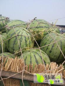 河南今日瓜价最新消息,市场行情波动，消费者关注焦点