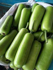 今日瓠瓜价格最新行情表,最新行情一览”