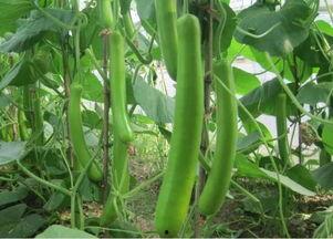 今日瓠瓜价格最新行情表,最新行情一览”