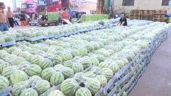 今日毛瓜收购价格,涨跌互现，市场动态解析