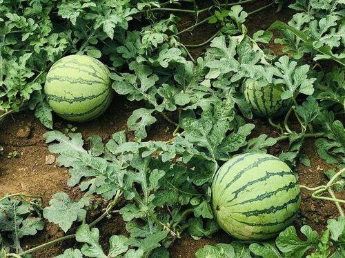 今日毛瓜收购价格,涨跌互现，市场动态解析