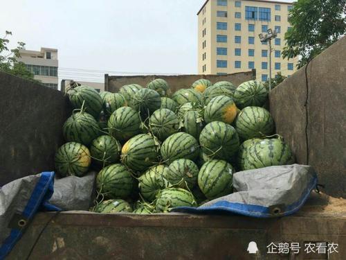 今日毛瓜收购价格,涨跌互现，市场动态解析