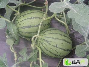 青州小吊瓜今日价格行情,价格行情一览”