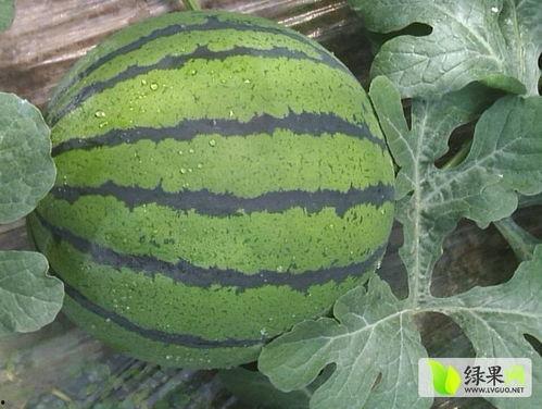 青州小吊瓜今日价格行情,价格行情一览”